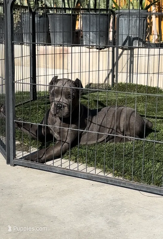 Bruno  – Cane Corso puppy for sale in Fontana, CA