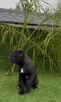 Luna, a female Cane Corso for sale in Fontana, CA – Photo 3 of 4