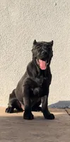 Bella, a female Cane Corso for sale in Fontana, CA – Photo 1 of 2