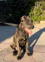 Enzo, a male Cane Corso for sale in Fontana, CA – Photo 2 of 7
