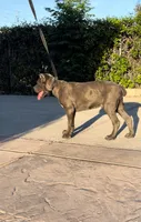 Enzo, a male Cane Corso for sale in Fontana, CA – Photo 3 of 7