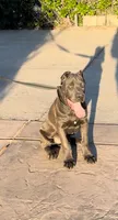 Enzo, a male Cane Corso for sale in Fontana, CA – Photo 1 of 7