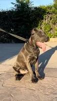 Enzo, a male Cane Corso for sale in Fontana, CA – Photo 4 of 7