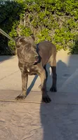 Enzo, a male Cane Corso for sale in Fontana, CA – Photo 7 of 7