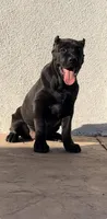 Bella, a female Cane Corso for sale in Fontana, CA – Photo 2 of 2