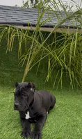 Luna, a female Cane Corso for sale in Fontana, CA – Photo 1 of 4