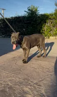 Enzo, a male Cane Corso for sale in Fontana, CA – Photo 6 of 7