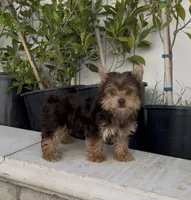 Teddy (Chocolate coat), a male Yorkshire Terrier for sale in Fontana, CA – 4 of 7