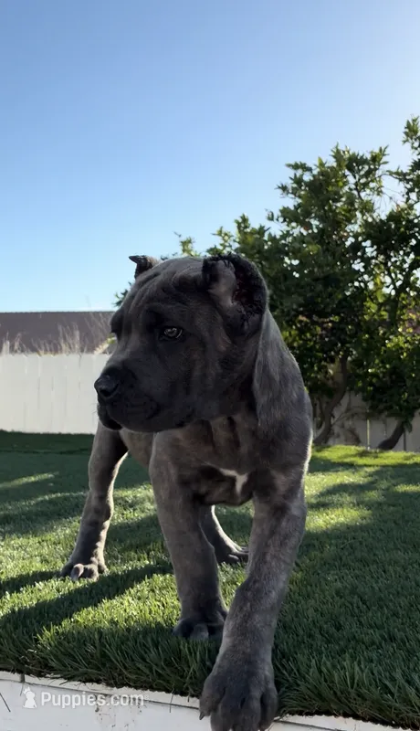 Diesel – Cane Corso puppy for sale in Fontana, CA
