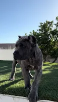 Diesel, a male Cane Corso for sale in Fontana, CA – 1 of 5