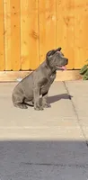 Kilo, a male Cane Corso for sale in Fontana, CA – 3 of 4