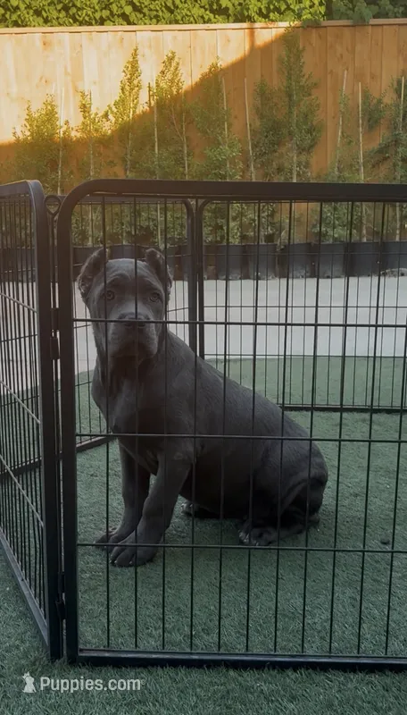 Bella – Cane Corso puppy for sale in Fontana, CA