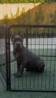 Bella, a female Cane Corso for sale in Fontana, CA – 1 of 3