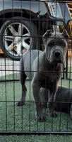 Kilo, a male Cane Corso for sale in Fontana, CA – 3 of 3