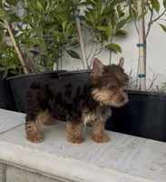Teddy (Chocolate coat), a male Yorkshire Terrier for sale in Fontana, CA – 3 of 7