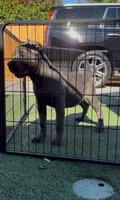 Bella, a female Cane Corso for sale in Fontana, CA – 2 of 6