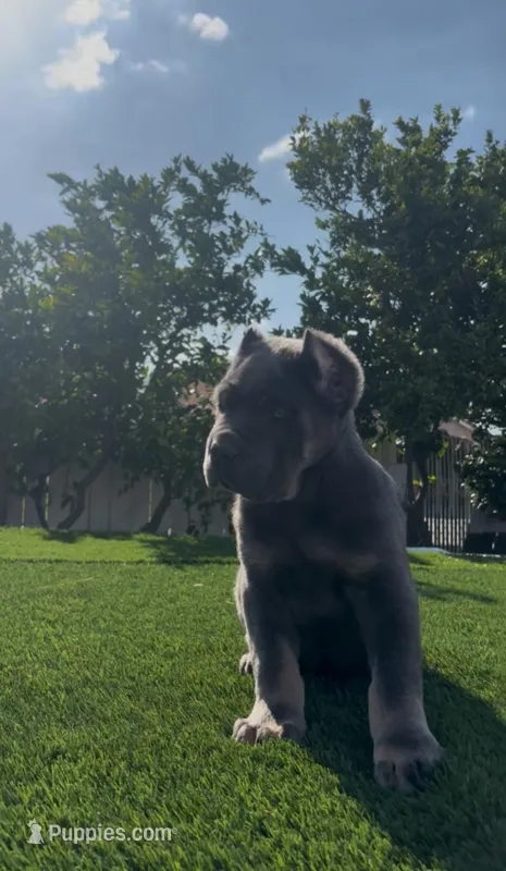 Diesel, a male Cane Corso for sale in Fontana, CA – 1 of 8