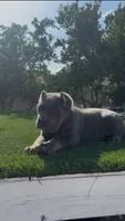 Diesel, a male Cane Corso for sale in Fontana, CA – 6 of 8
