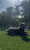 Diesel, a male Cane Corso for sale in Fontana, CA – 3 of 8