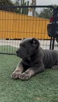 Diesel, a male Cane Corso for sale in Fontana, CA – 8 of 8