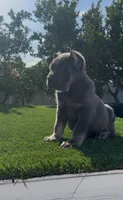 Diesel, a male Cane Corso for sale in Fontana, CA – 5 of 8