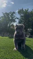 Diesel, a male Cane Corso for sale in Fontana, CA – 2 of 8