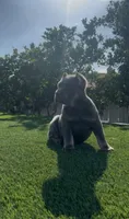 Diesel, a male Cane Corso for sale in Fontana, CA – 4 of 8