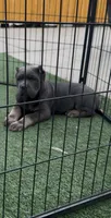 Diesel, a male Cane Corso for sale in Fontana, CA – 7 of 8