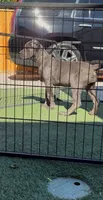 Bella, a female Cane Corso for sale in Fontana, CA – 5 of 6