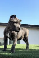 Duke, a male Cane Corso for sale in Fontana, CA – 3 of 4