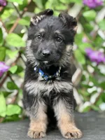 GSD, a male German Shepherd Dog for sale in Fort White, FL – Photo 2 of 3