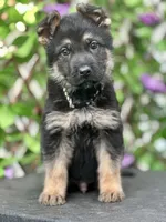 GSD, a male German Shepherd Dog for sale in Fort White, FL – Photo 3 of 3