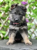 GSD, a male German Shepherd Dog for sale in Fort White, FL – Photo 1 of 3