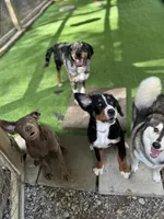 Willow, a female Labrador Retriever for sale in Cincinnati, OH – Photo 6 of 6