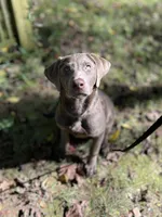 Willow, a female Labrador Retriever for sale in Cincinnati, OH – Photo 4 of 6
