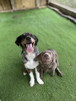 Willow, a female Labrador Retriever for sale in Cincinnati, OH – Photo 3 of 6