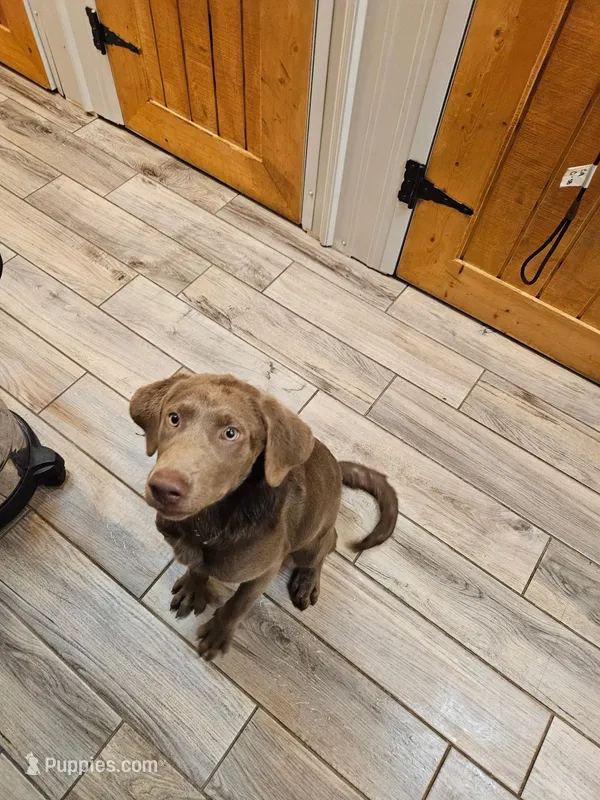 Willow – Labrador Retriever puppy for sale in Cincinnati, OH