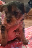 Gray, a male Yorkshire Terrier for sale in Manchester, NH – 3 of 6
