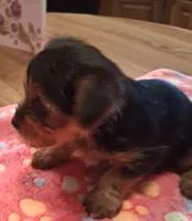 Dolly, a female Yorkshire Terrier for sale in Manchester, NH – 4 of 6