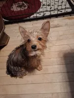 Princess, a female Yorkshire Terrier for sale in Manchester, NH – 3 of 4