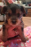 Midnight, a male Yorkshire Terrier for sale in Manchester, NH – 3 of 5