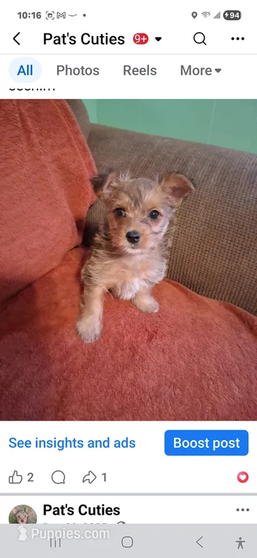 King – Yorkshire Terrier puppy for sale in Manchester, NH