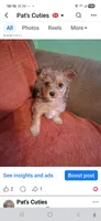 King, a male Yorkshire Terrier for sale in Manchester, NH – 1 of 5
