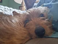 King, a male Yorkshire Terrier for sale in Manchester, NH – 6 of 7