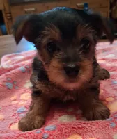 Dolly, a female Yorkshire Terrier for sale in Manchester, NH – 2 of 6