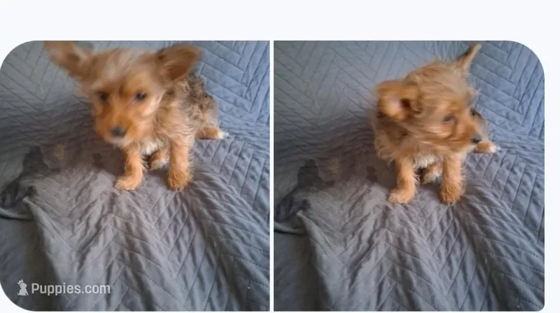 Princess – Yorkshire Terrier puppy for sale in Manchester, NH