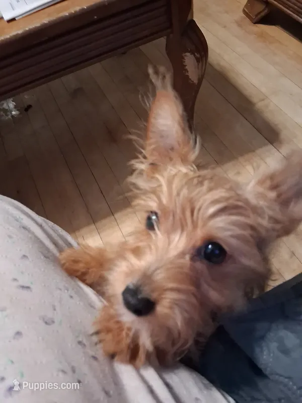 Princess – Yorkshire Terrier puppy for sale in Manchester, NH