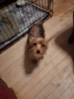 King, a male Yorkshire Terrier for sale in Manchester, NH – 5 of 5