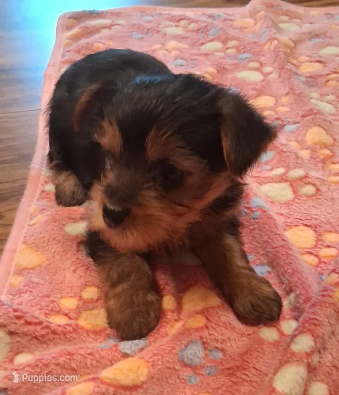Midnight – Yorkshire Terrier puppy for sale in Manchester, NH