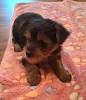 Midnight, a male Yorkshire Terrier for sale in Manchester, NH – 1 of 5
